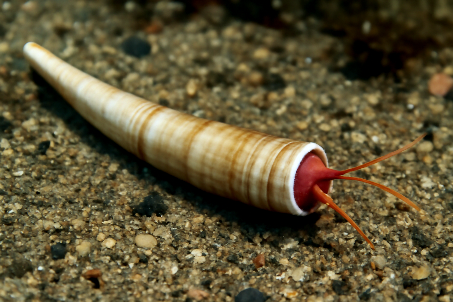Tusk Shell