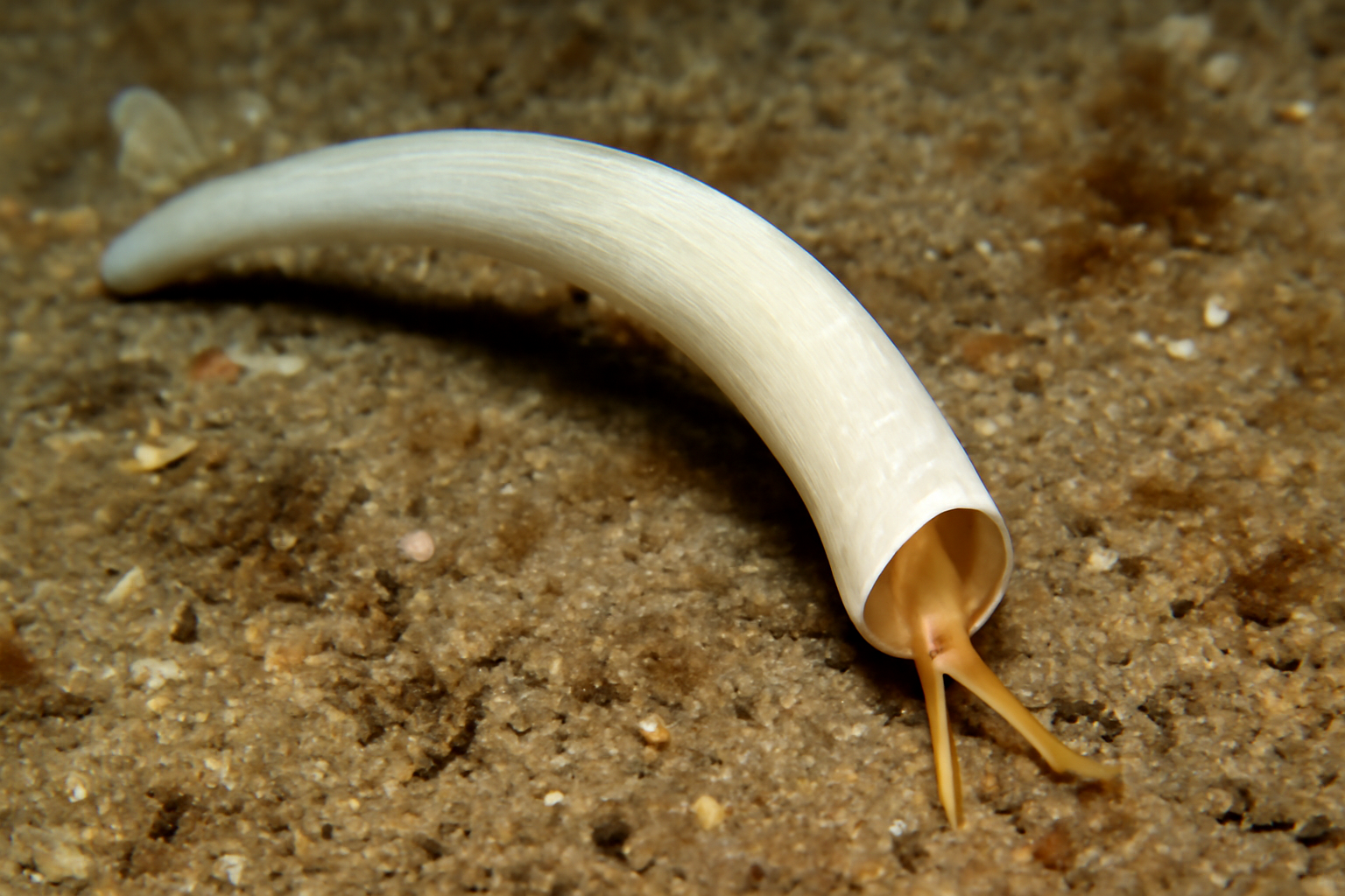 Atlantic Tusk Shell