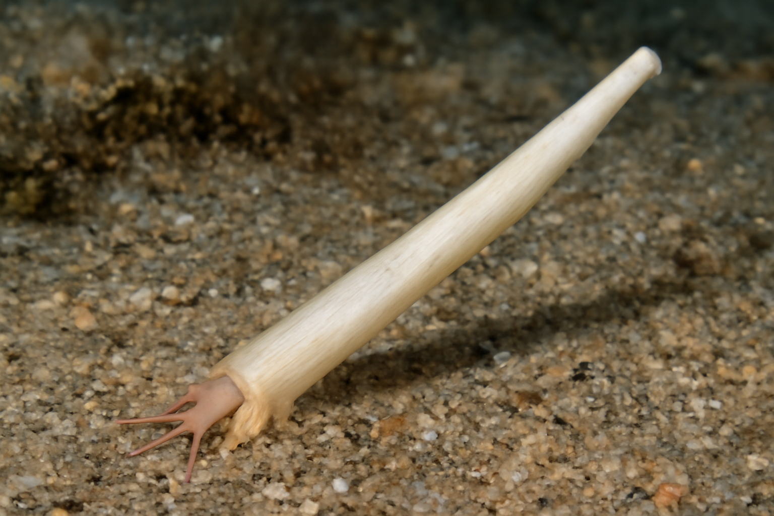 Thin Tusk Shell