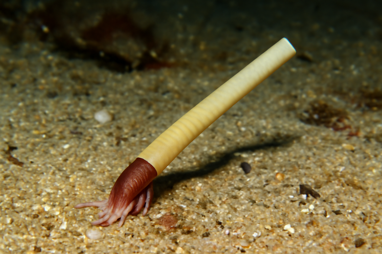 Short Tusk Shell