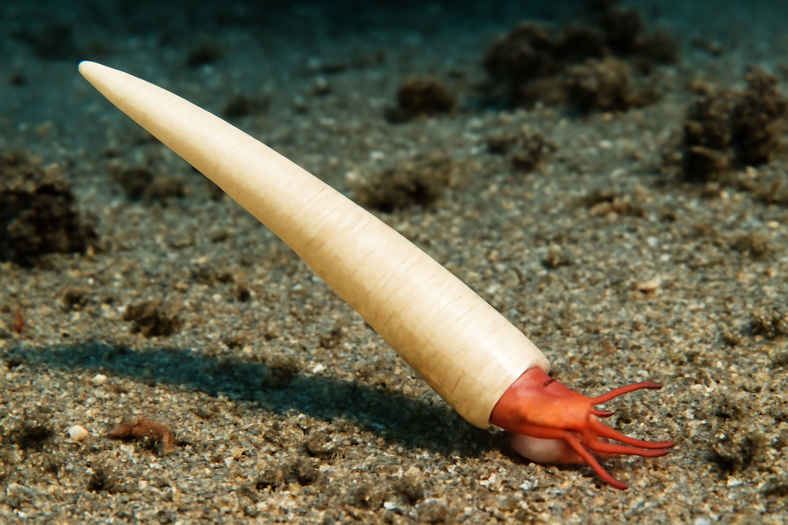 Giant Tusk Shell