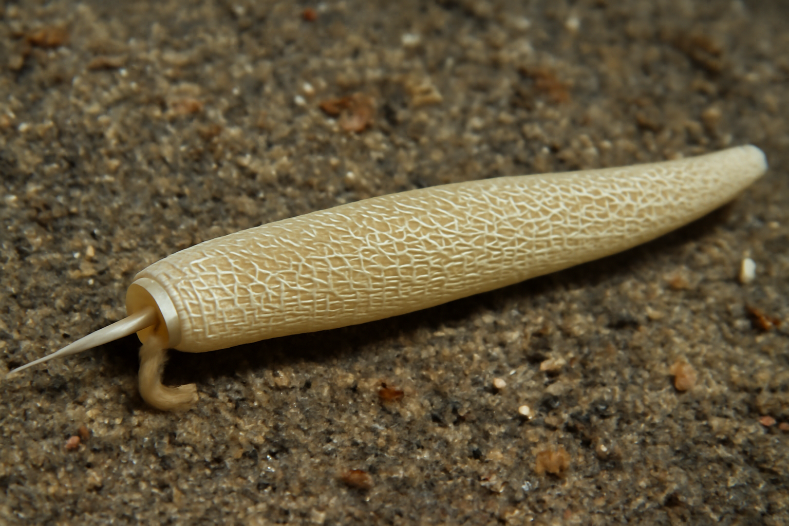 Gadila Reticulated Shell