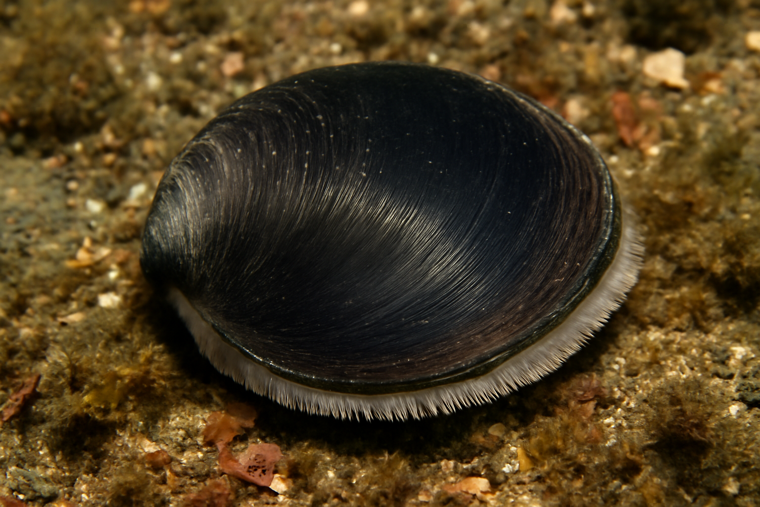 Ebony Shell