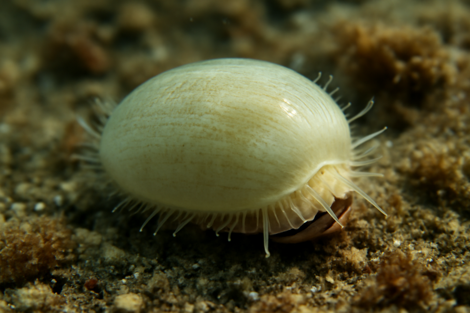 Pea Shell