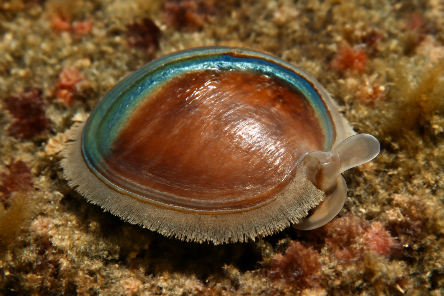 Little Ear Shell