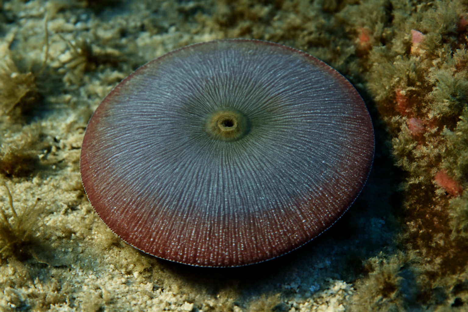 Mediterranean Disc