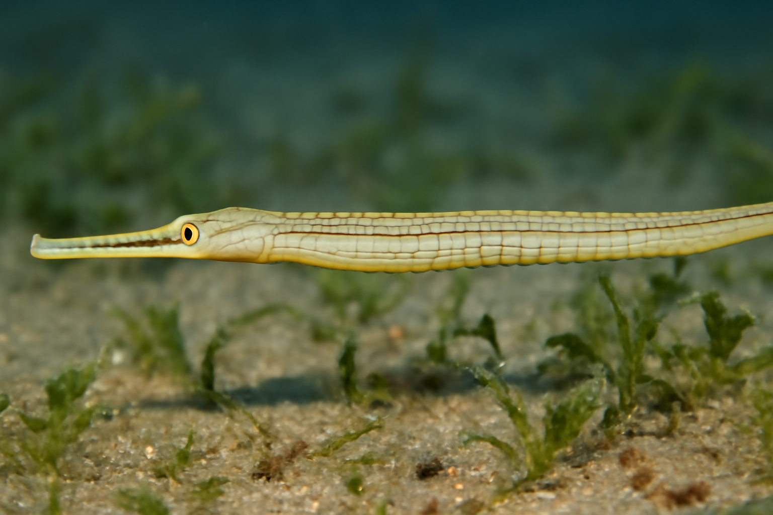 Straightnose Pipefish