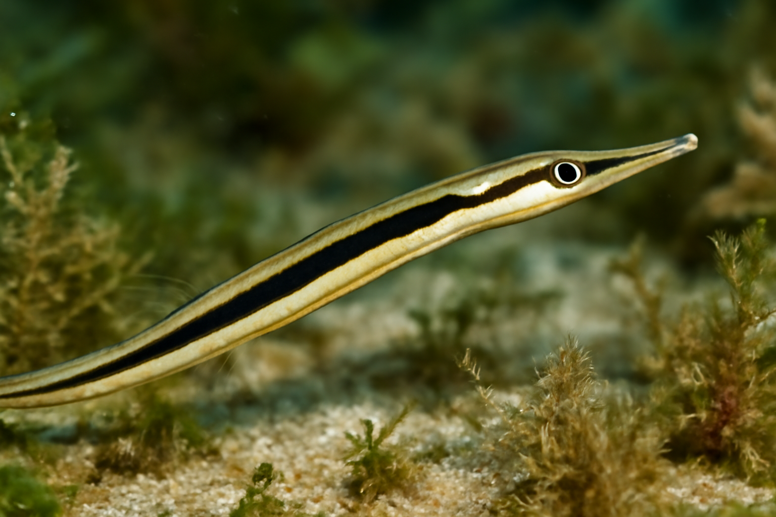 Blackstriped Pipefish