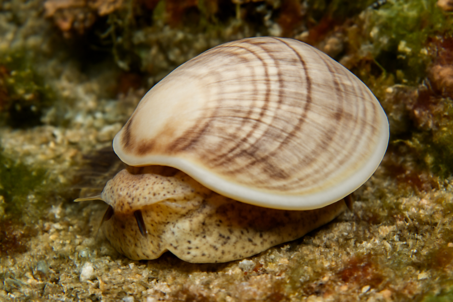 Common Slipper Shell