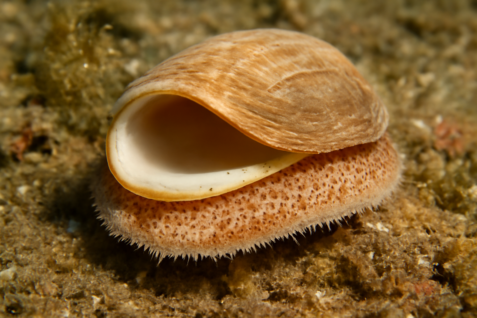 Atlantic Slipper Limpet