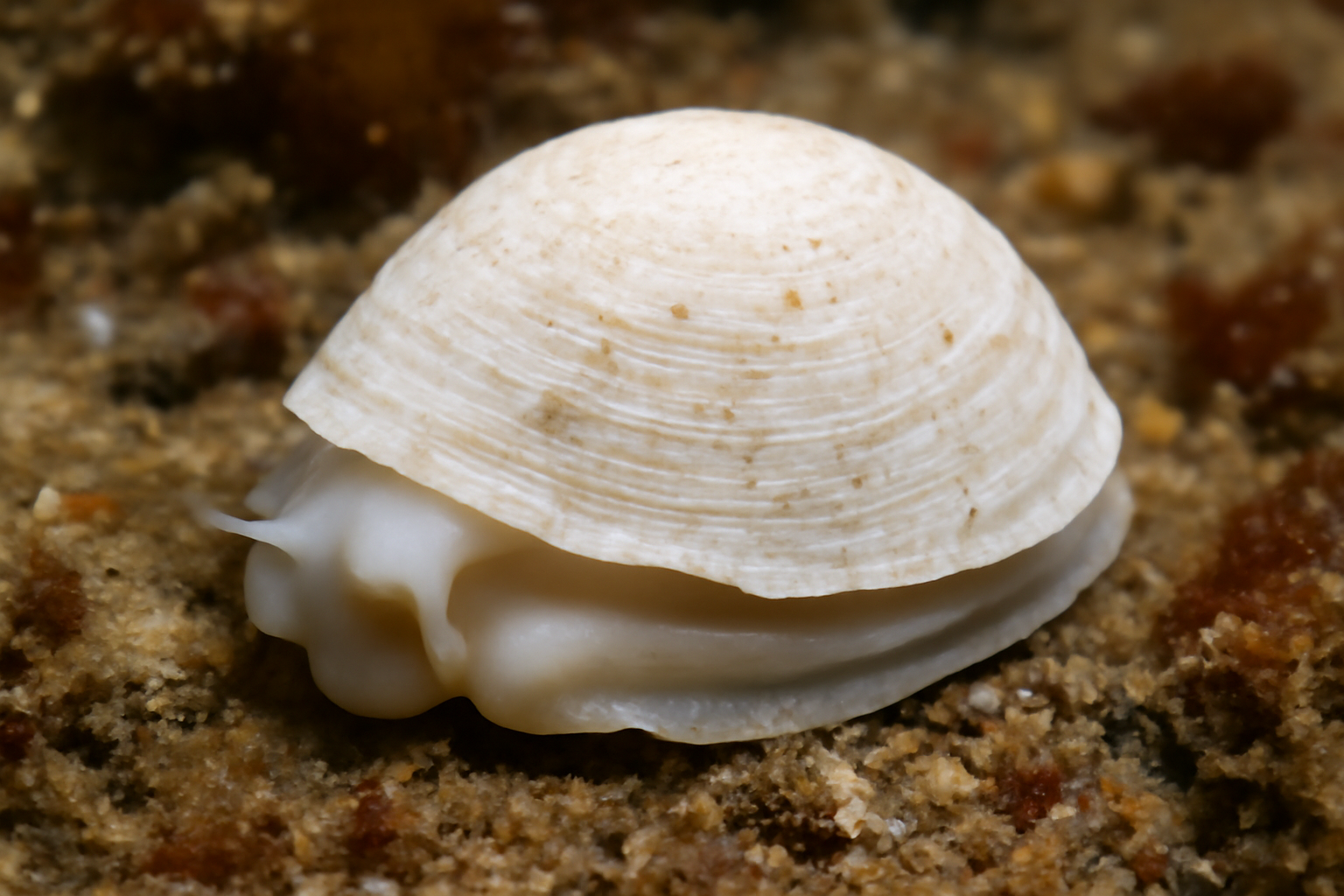 White Slipper Limpet