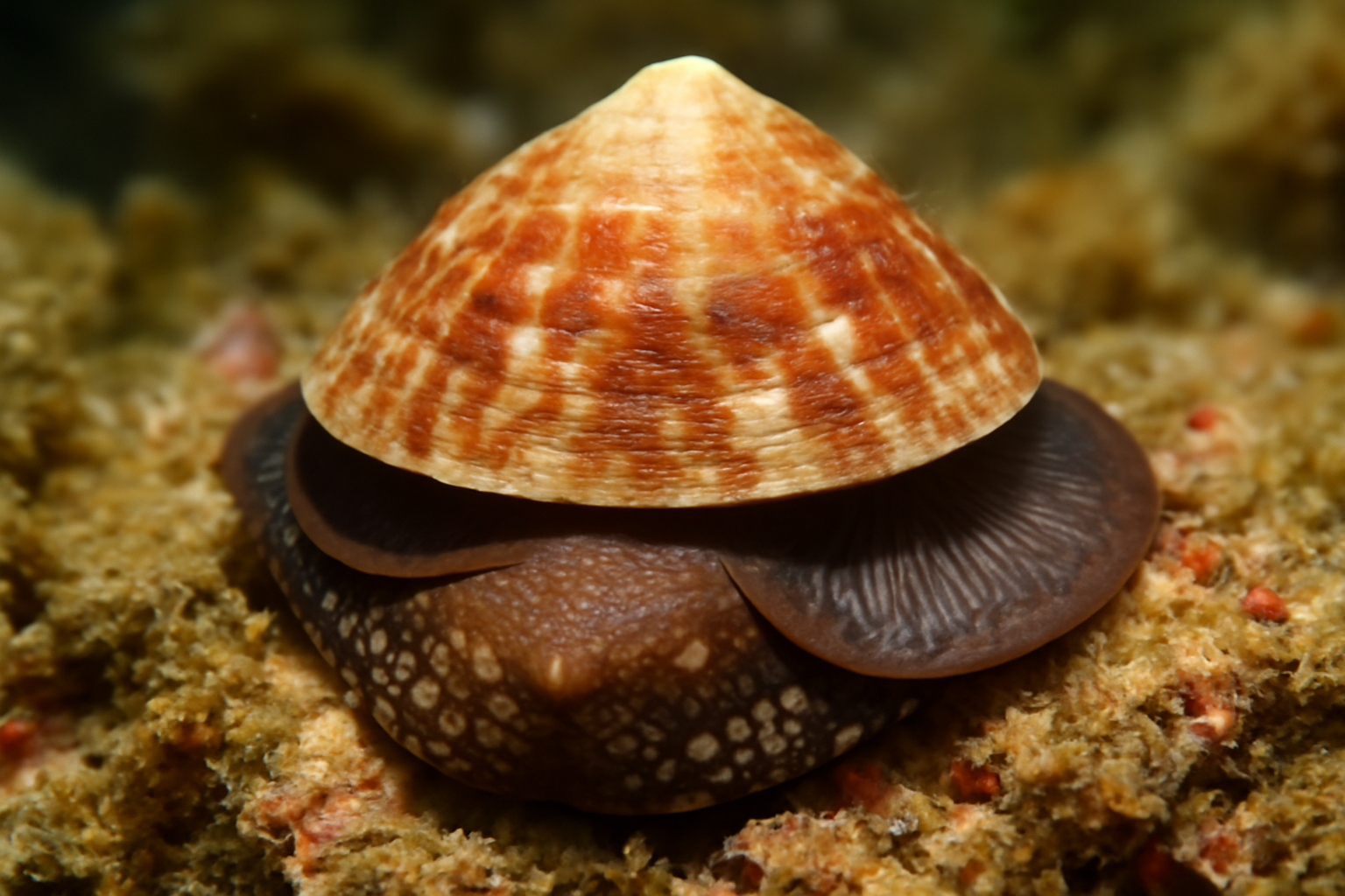 Atlantic Cup-and-Saucer Limpet