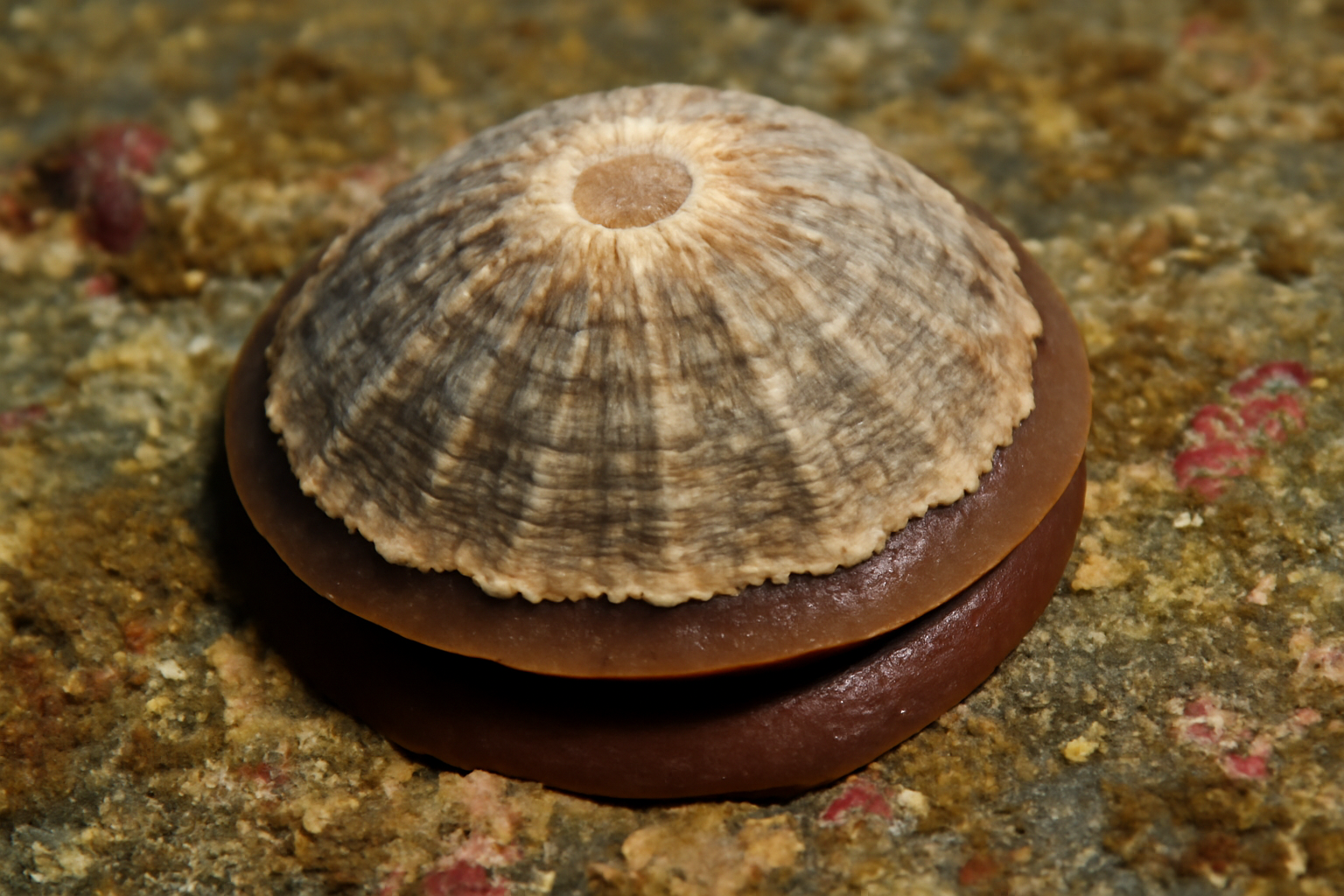 Pacific Cup-and-Saucer Limpet