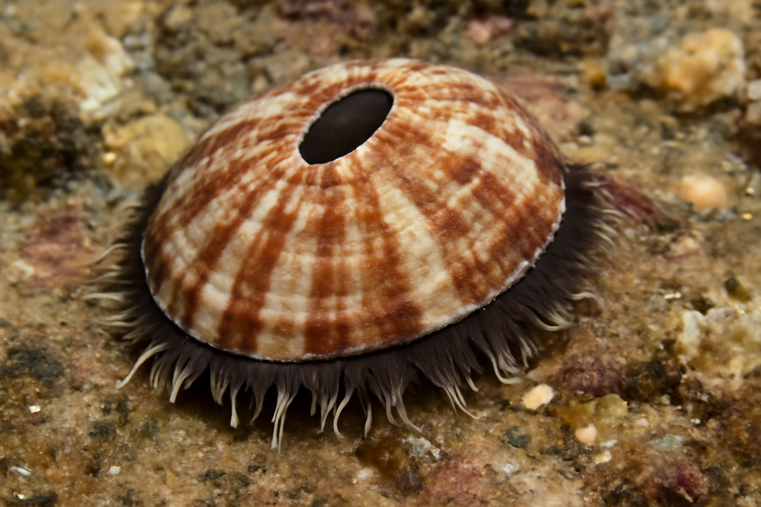 Southern Cup-and-Saucer Limpet