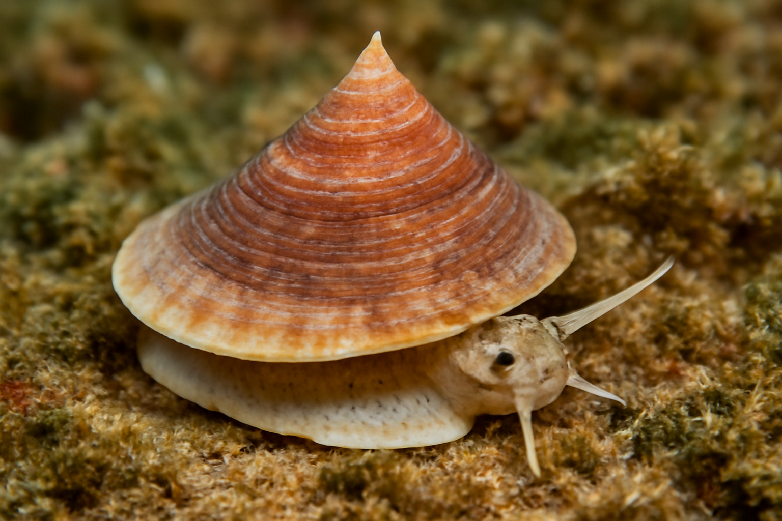 Chinese Hat Snail