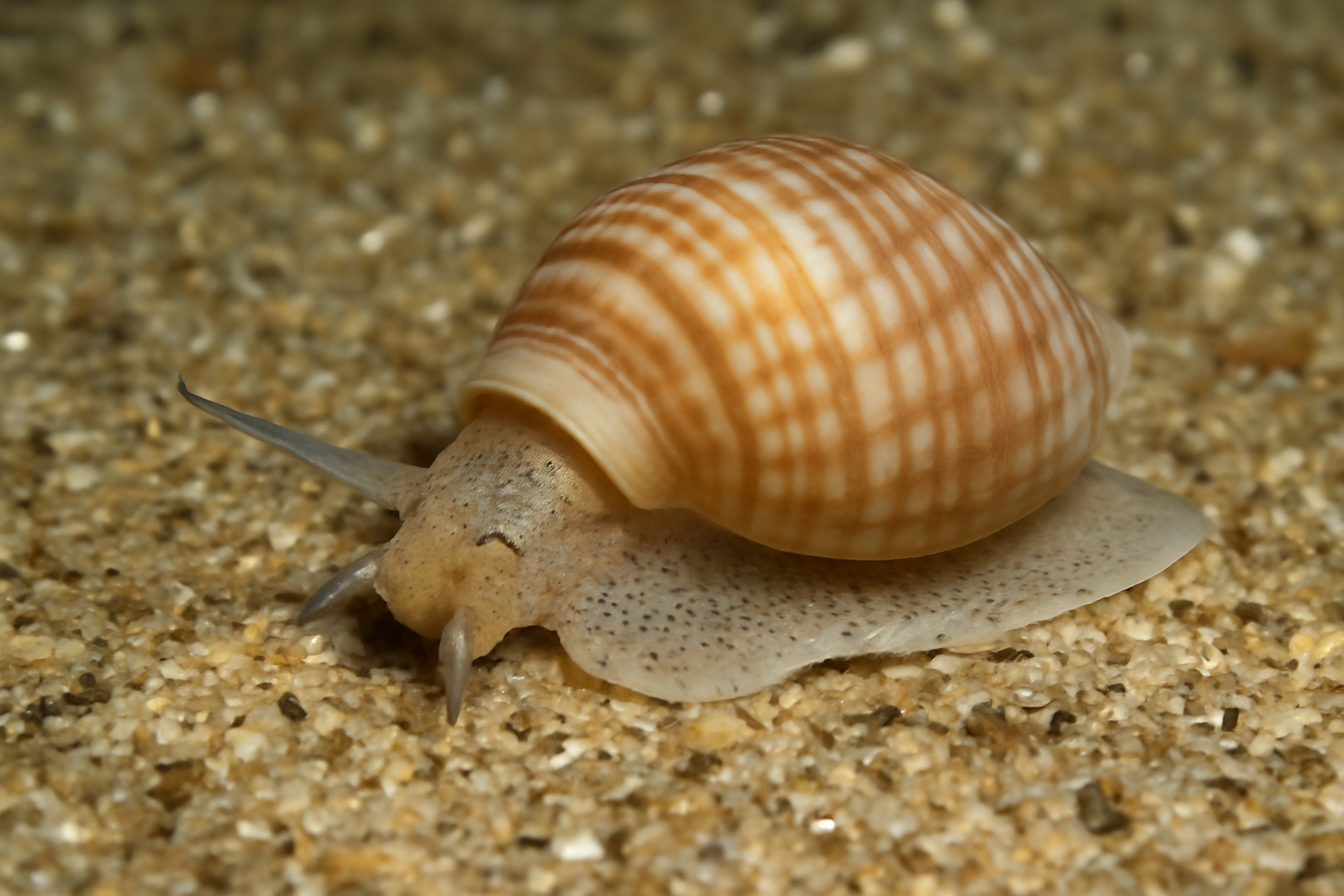 Common necklace shell