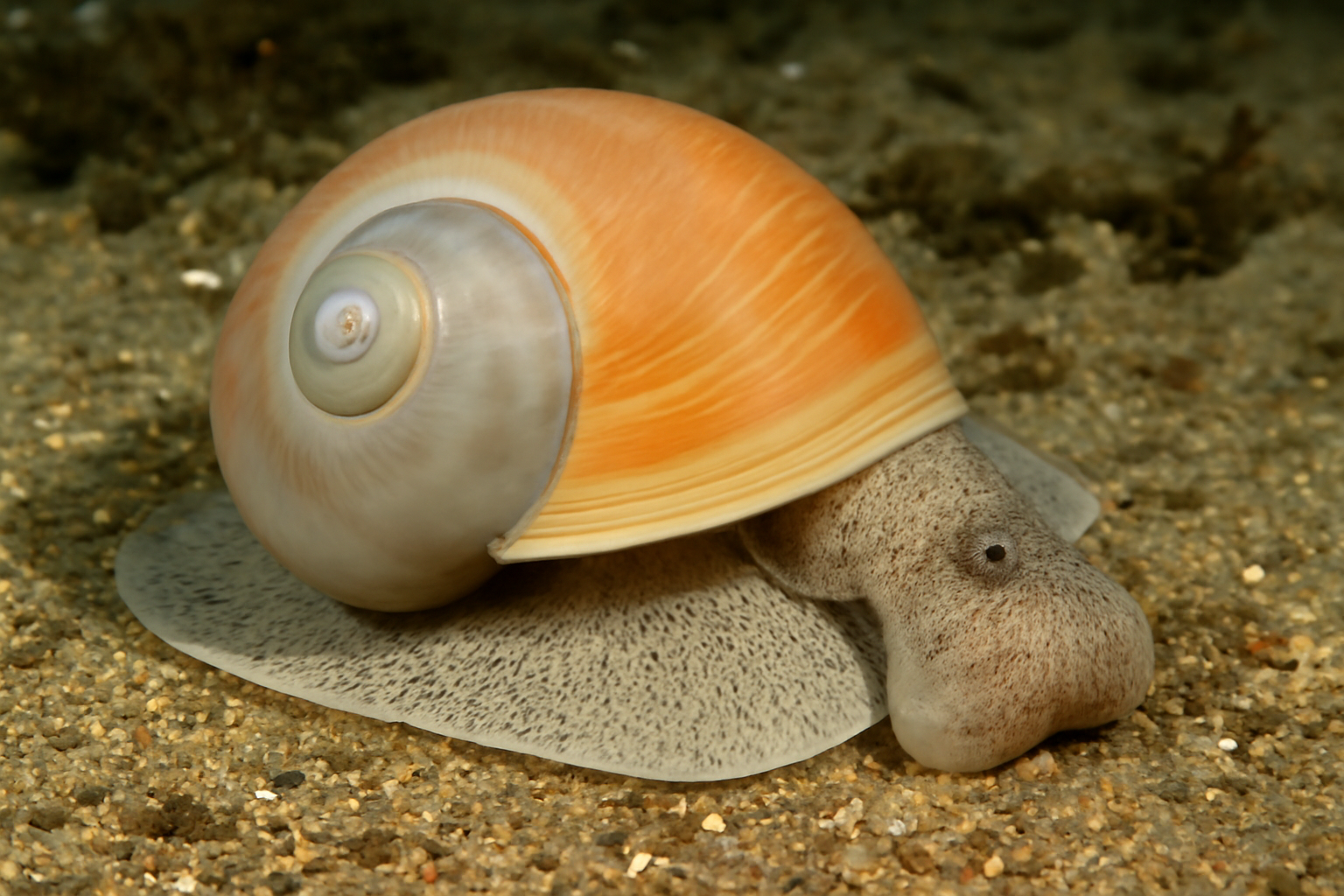 Northern moon snail