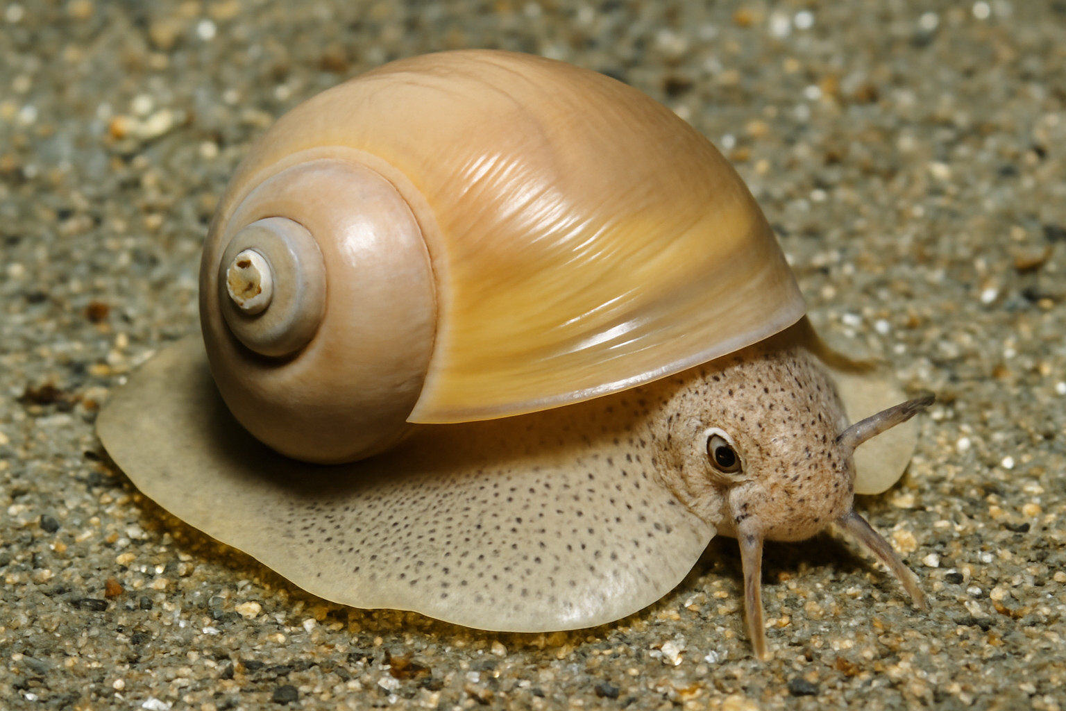 Japanese moon snail