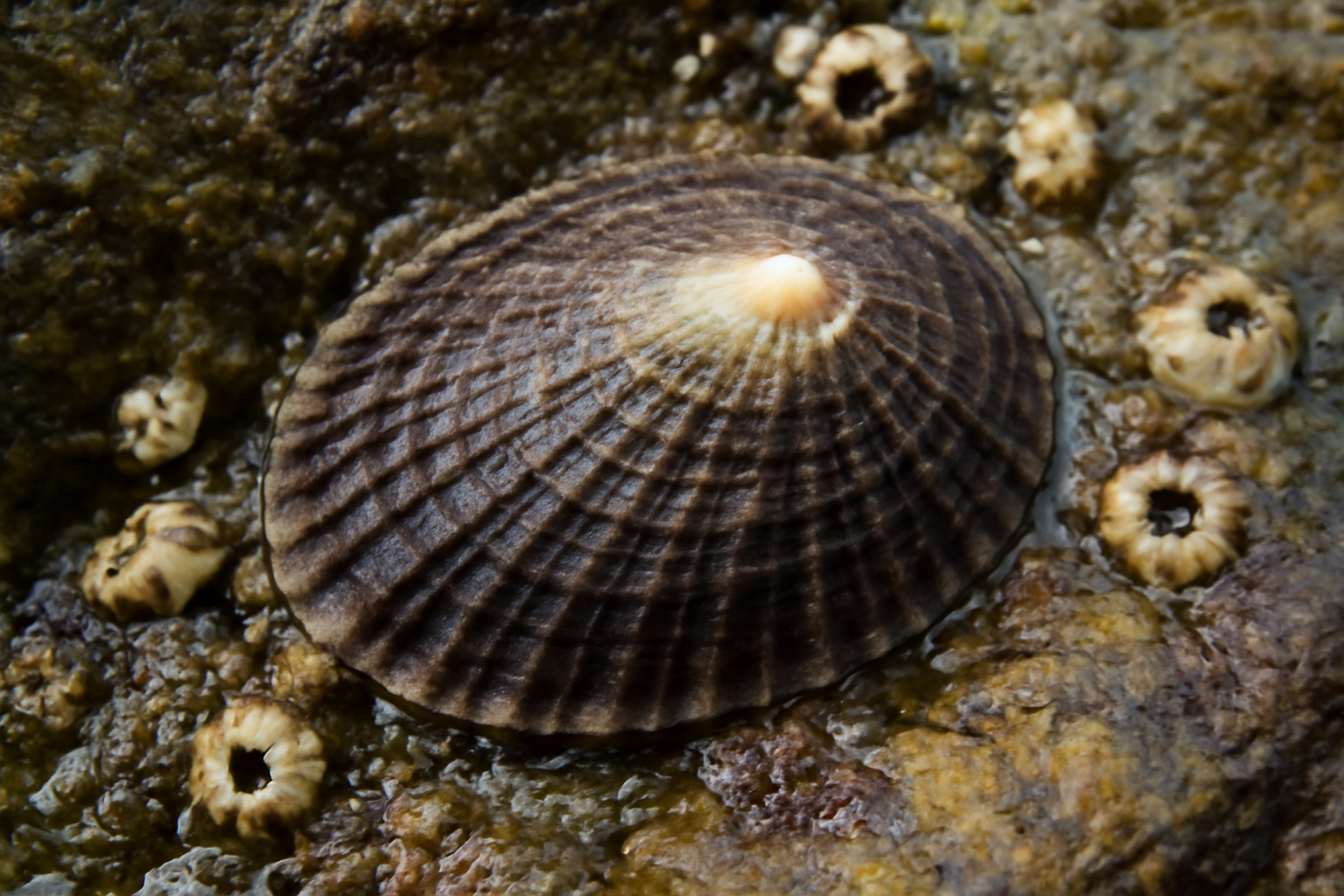 New Zealand False Limpet