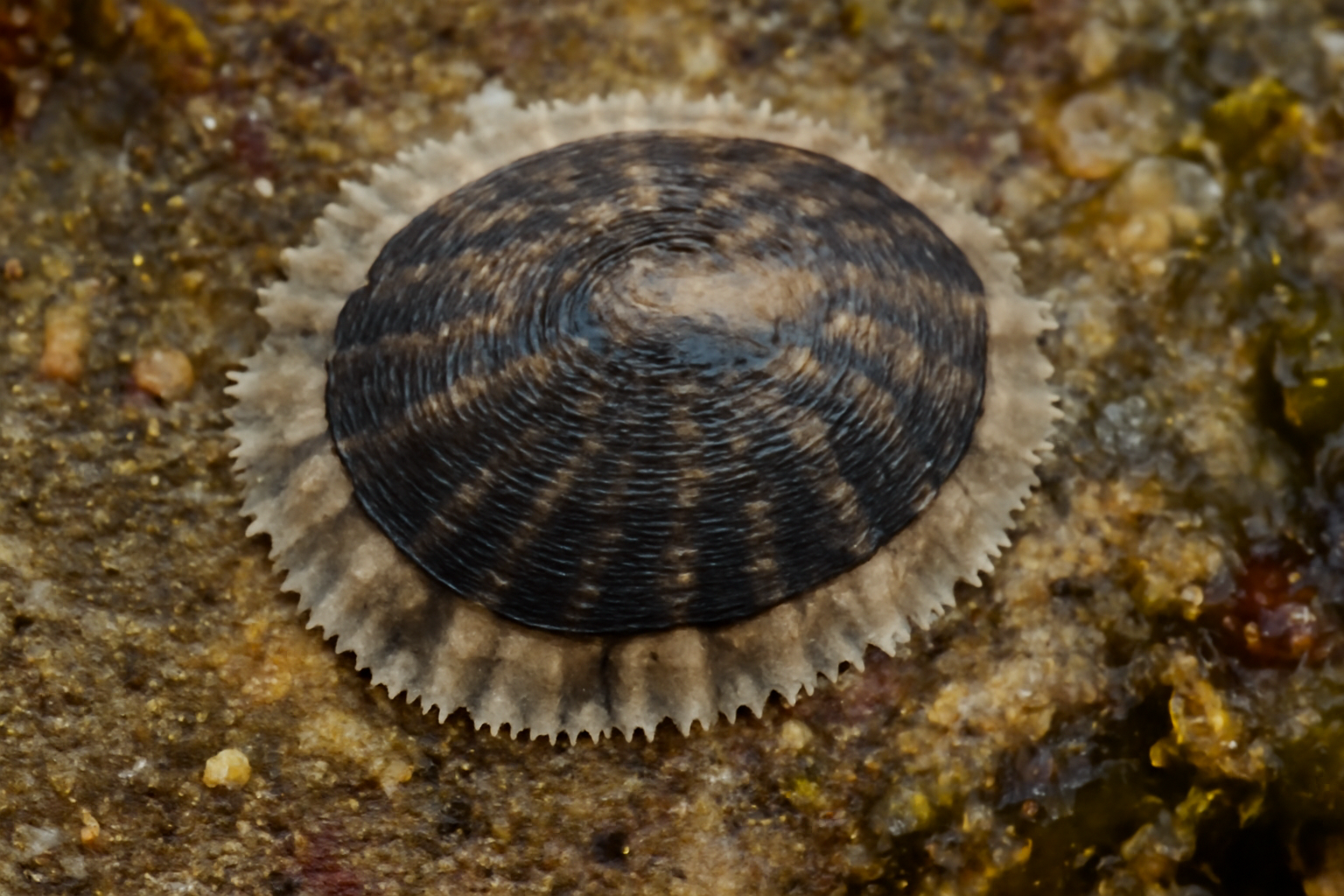 Australian False Limpet