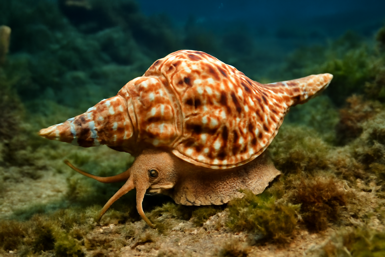 Mediterranean Triton