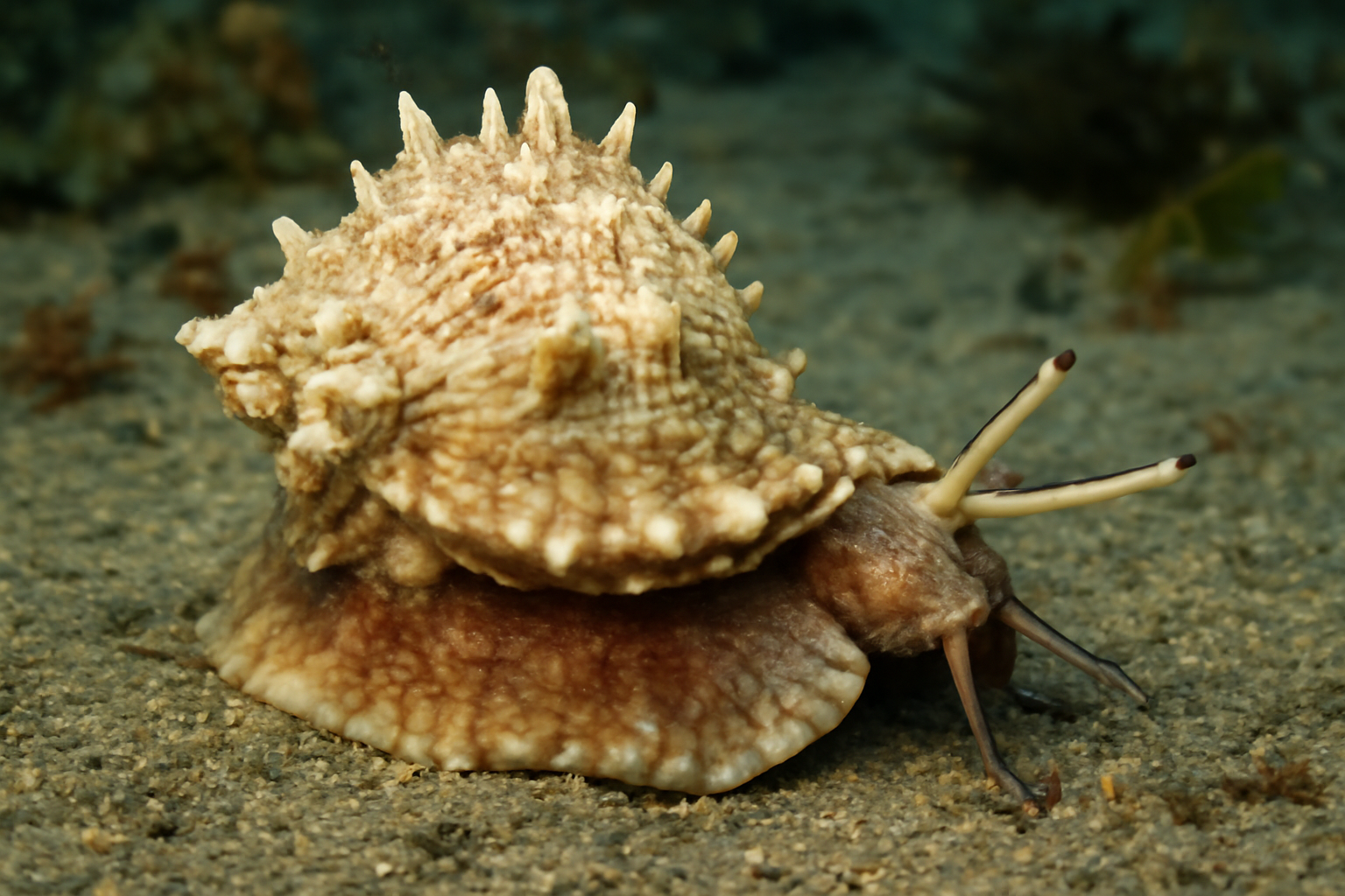 California Frog Shell