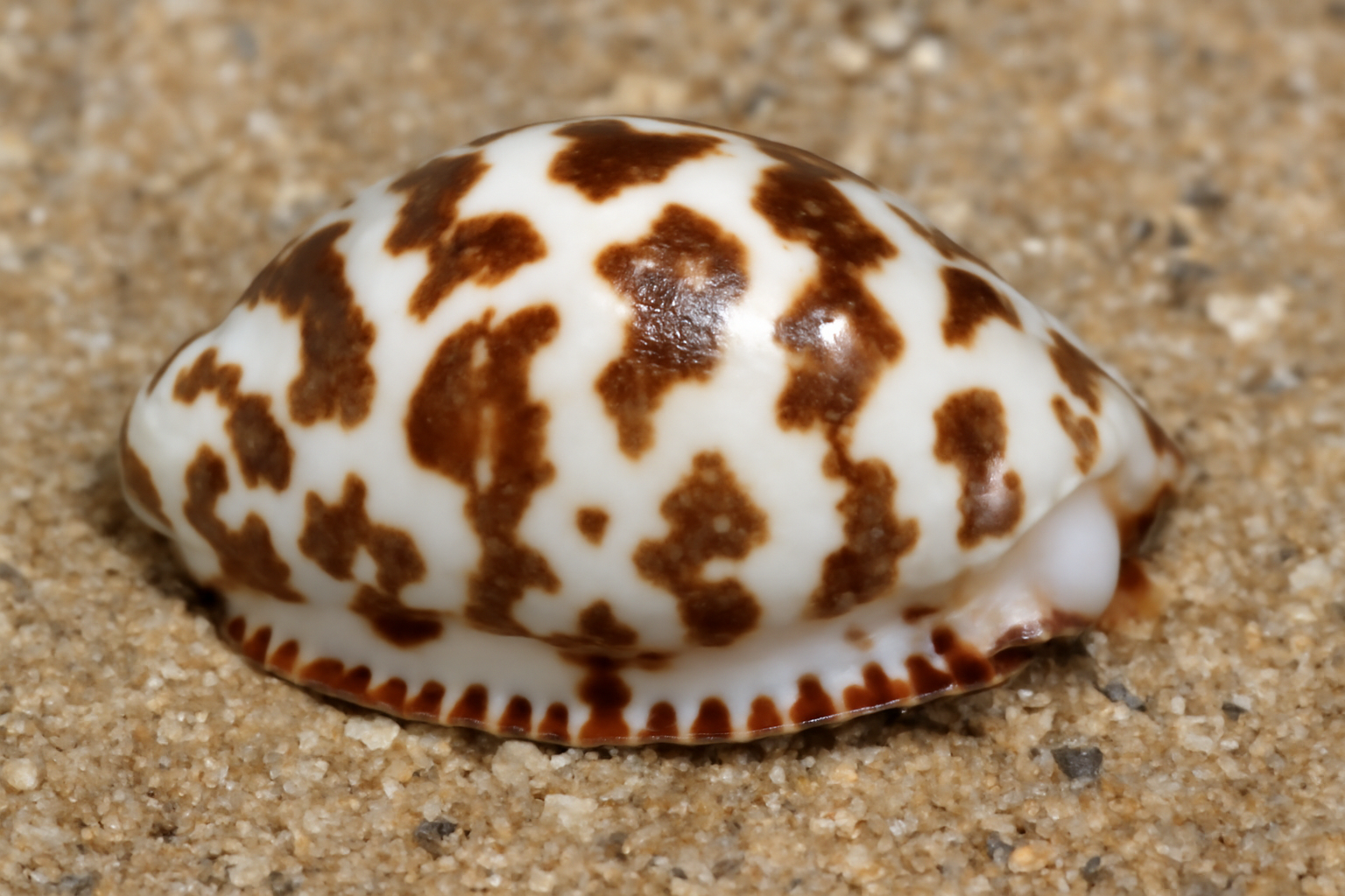 Milk Frog Shell