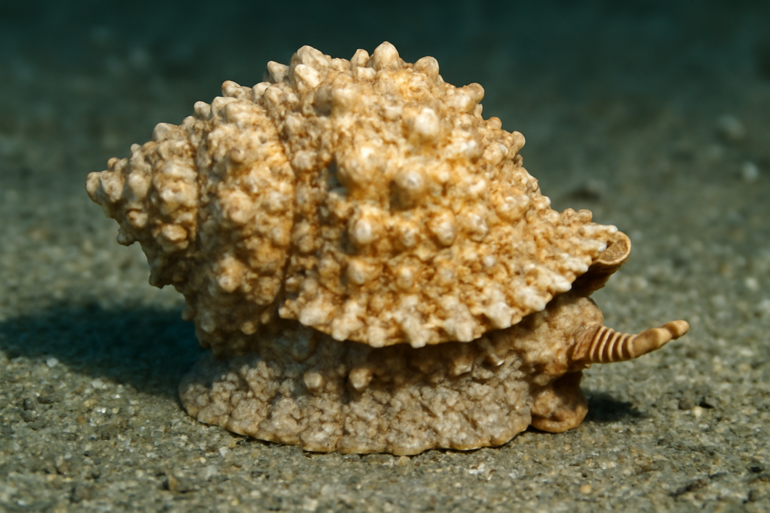 Granulated Frog Shell