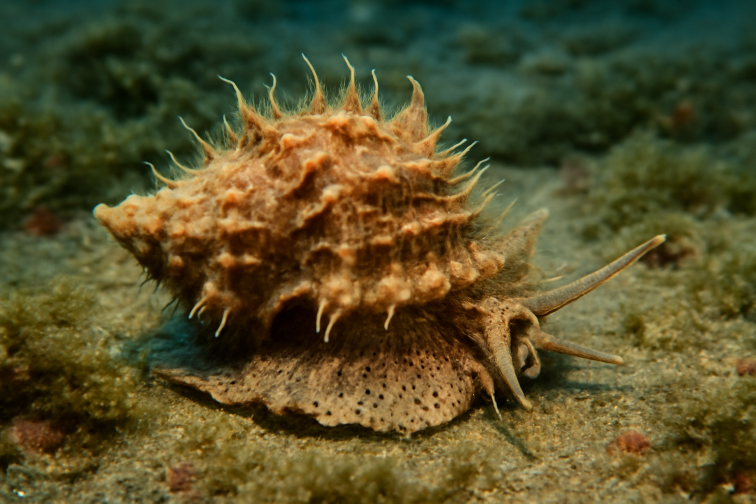 Hairy Triton