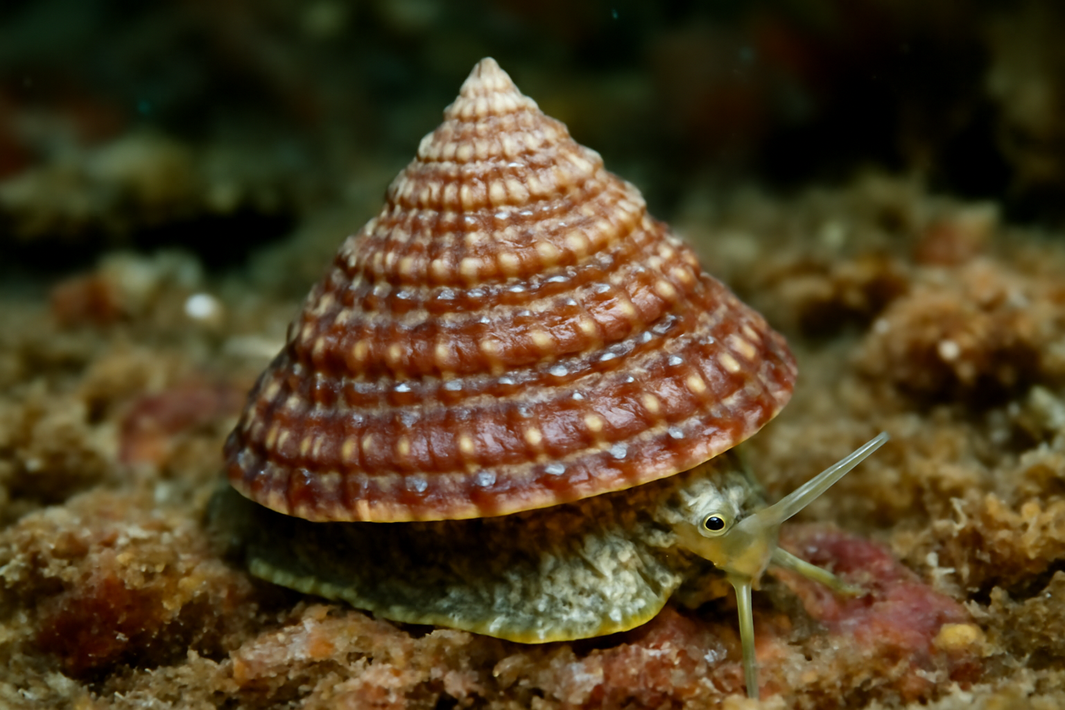 Sculptured Top Shell