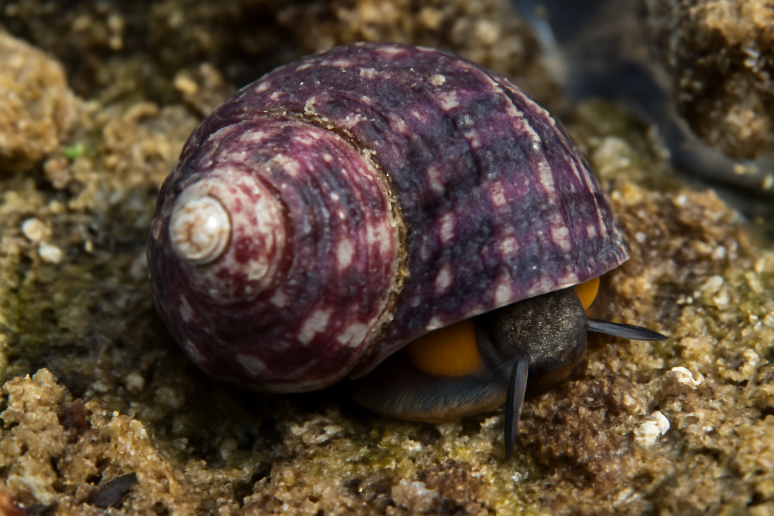 Purpura Top Shell