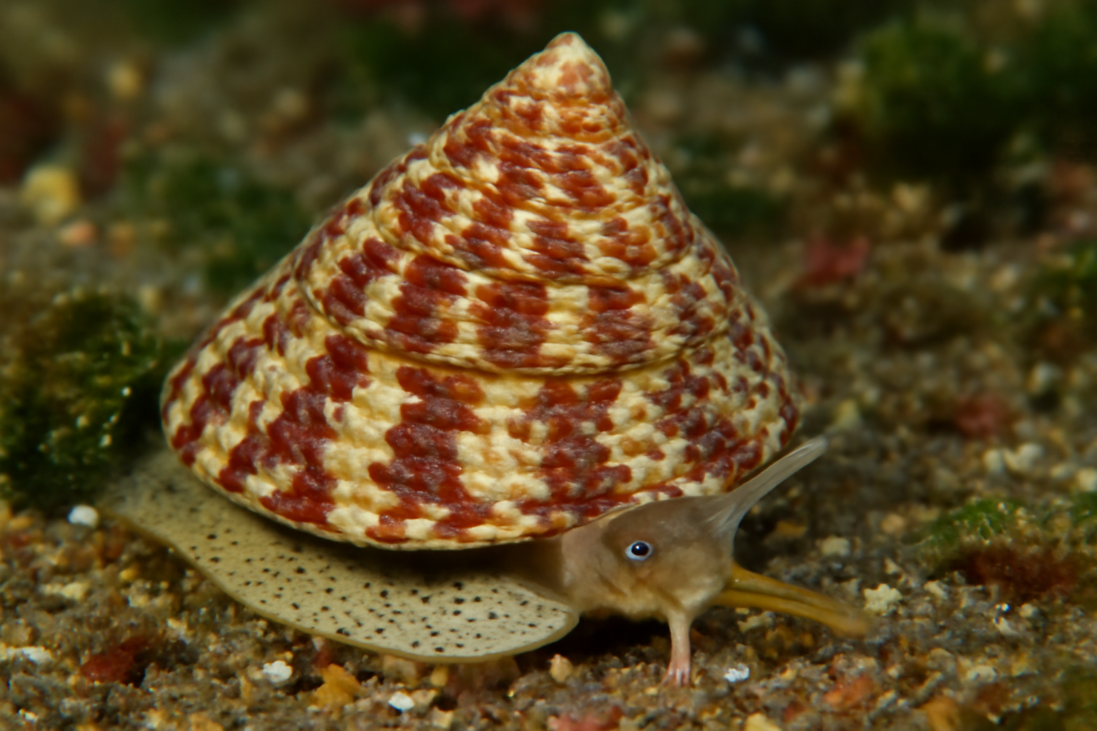 Pictus Top Shell