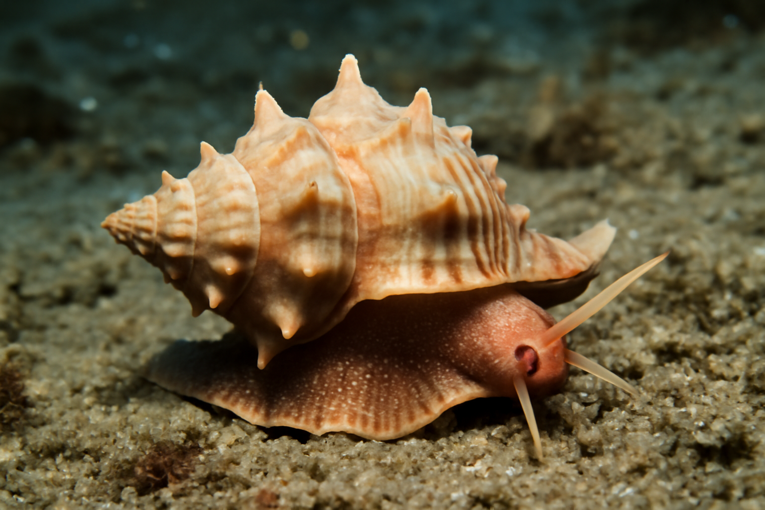 Angular Triton