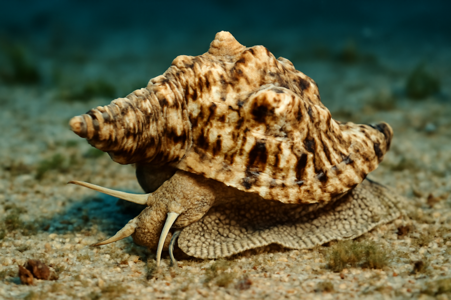 Humped Triton