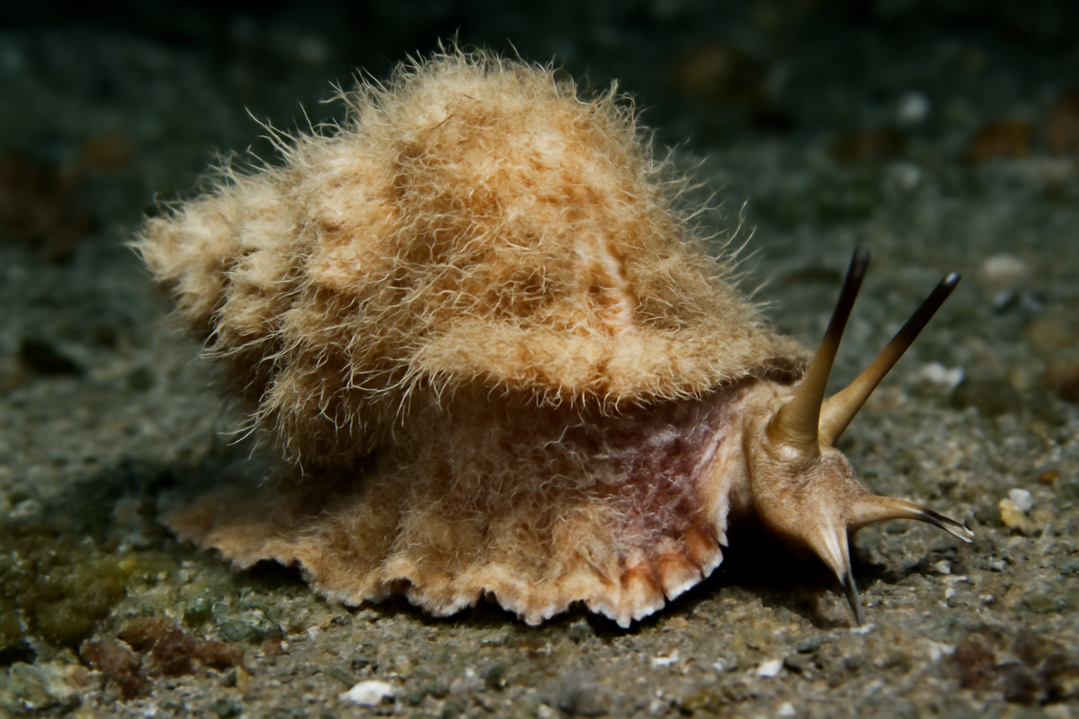 Furry Triton