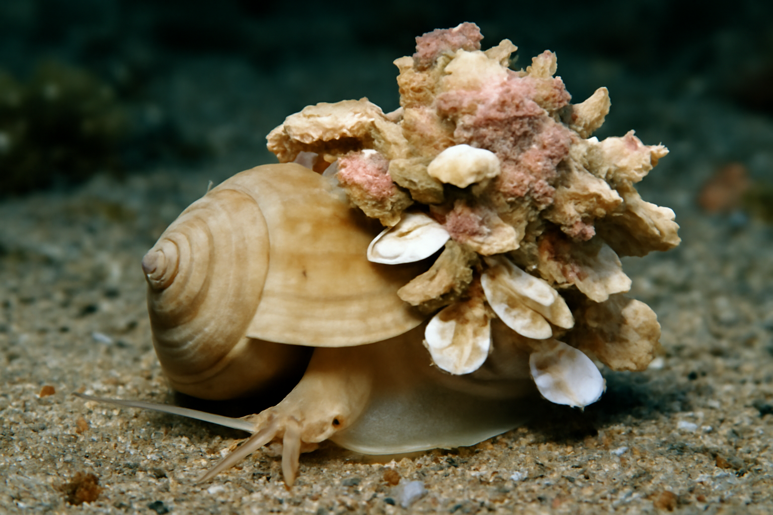 Carrier Shell