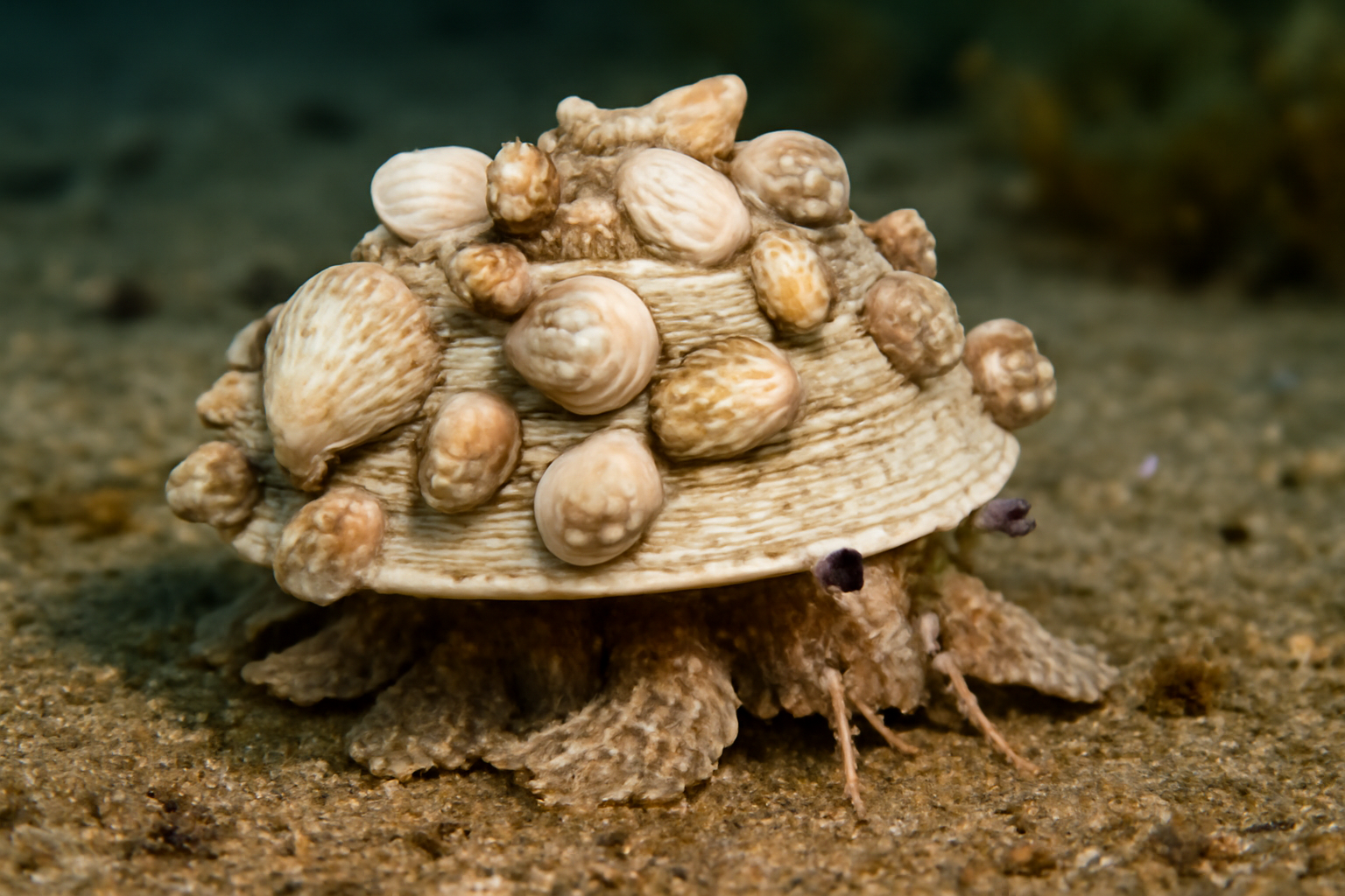Southern Carrier Shell