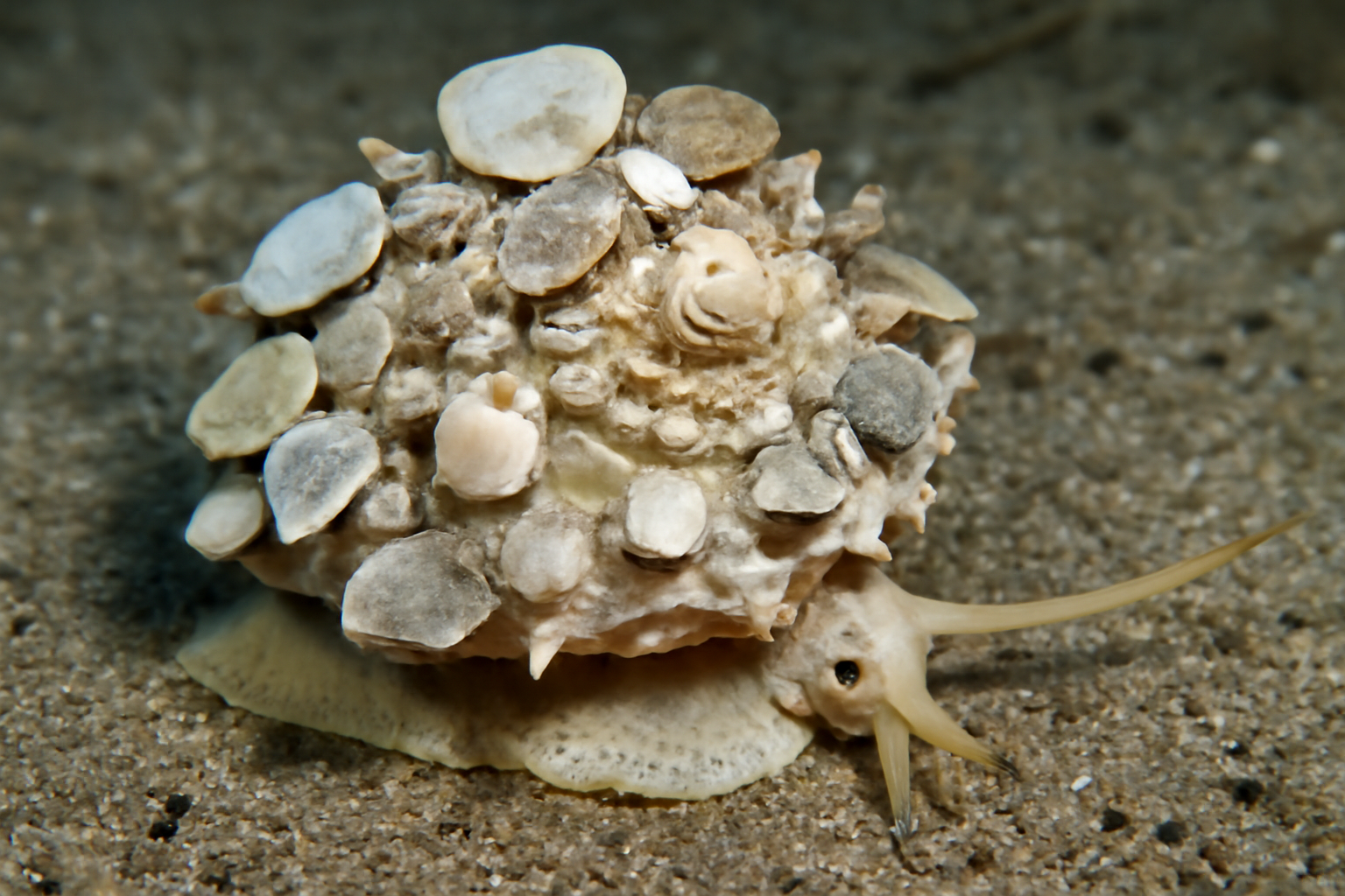 Japanese Carrier Shell