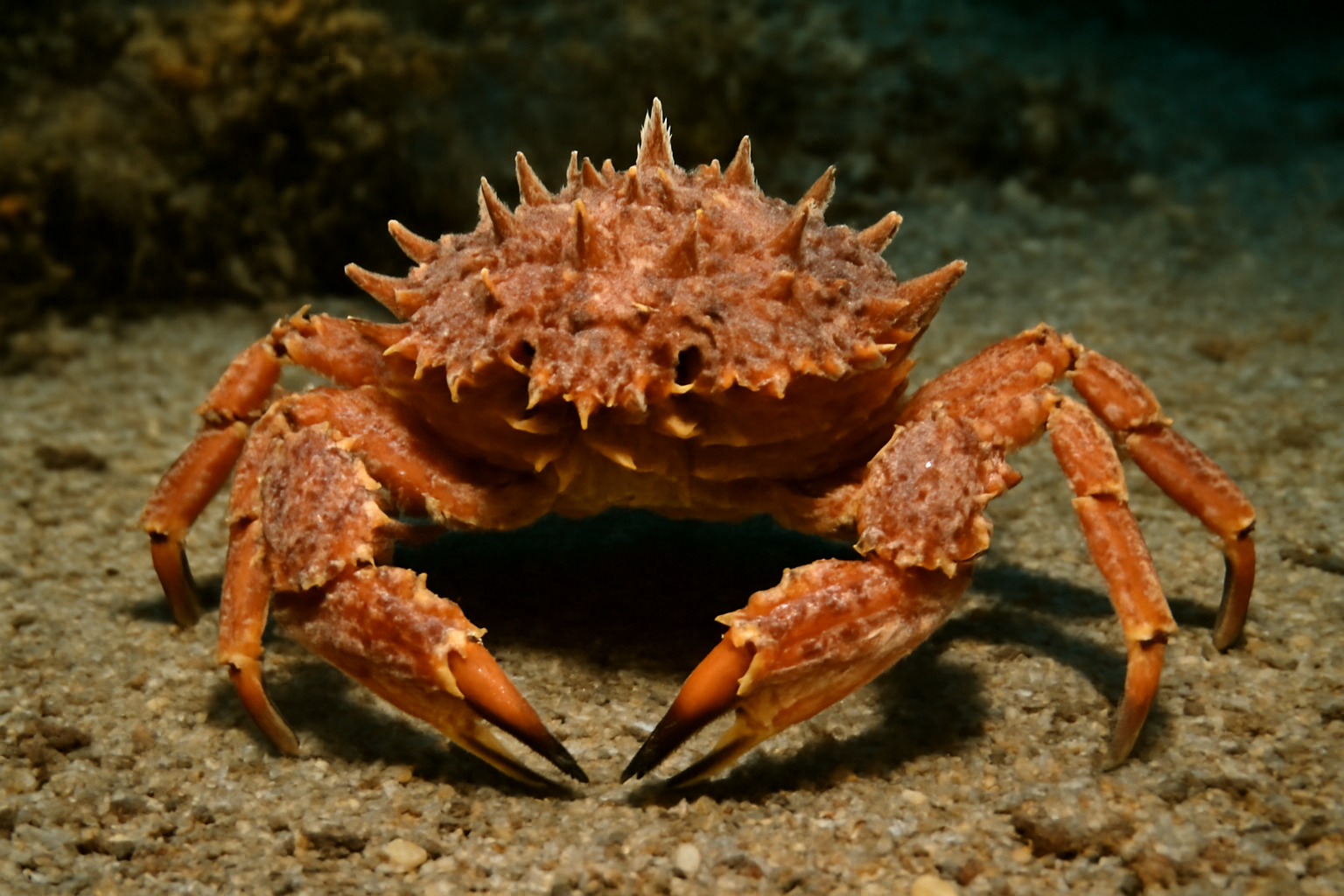 Thorny Elbow Crab