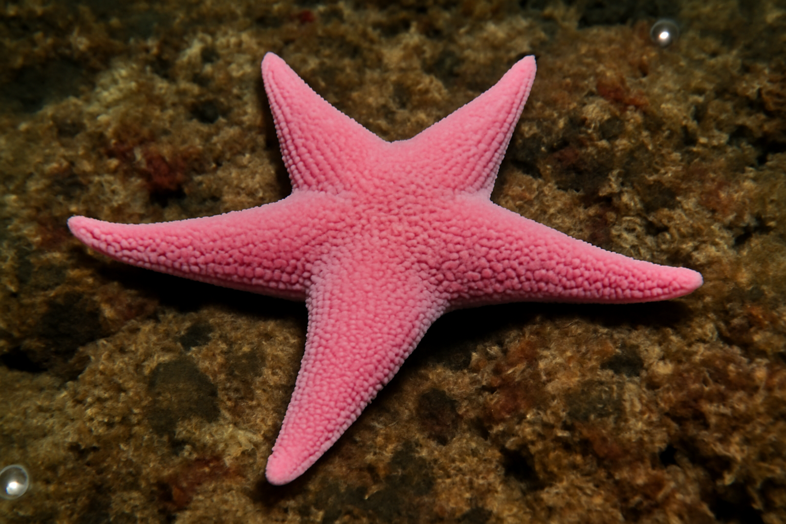 Pink Sea Star