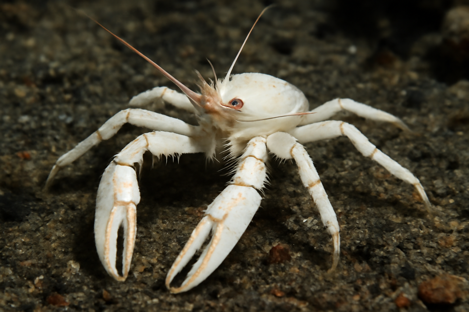 White squat lobster