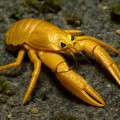 Golden squat lobster