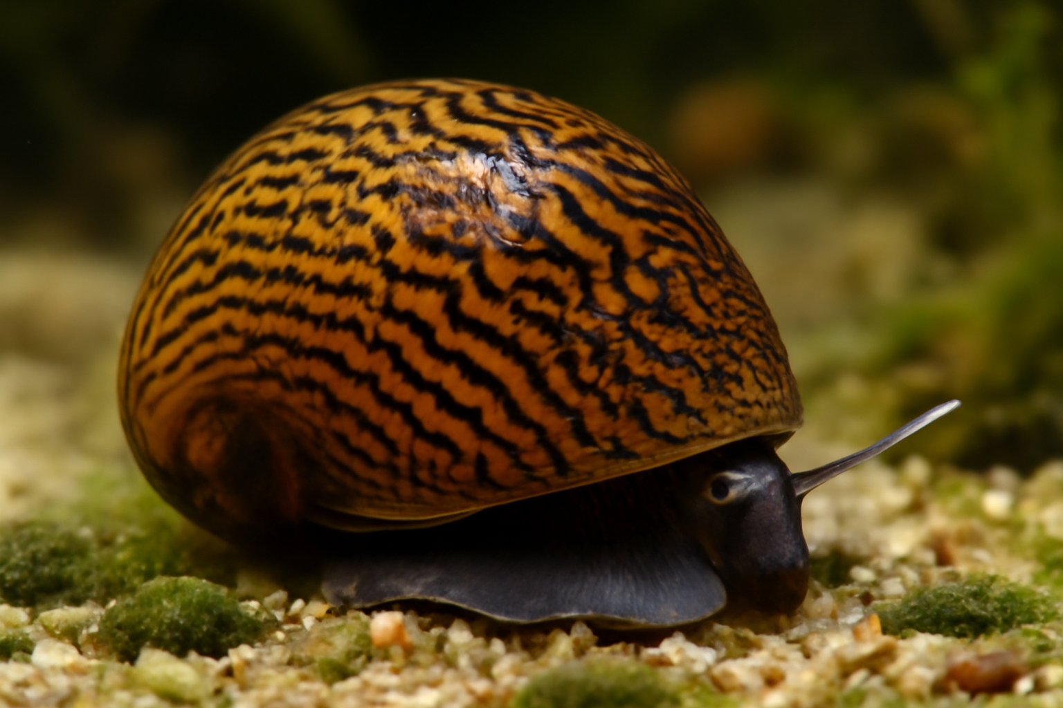 Transcaucasian Nerite