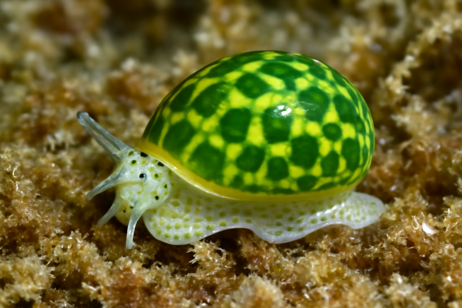 Smaragdia souverbiana