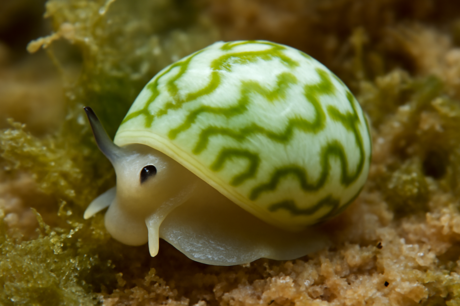 Smaragdia bryanae