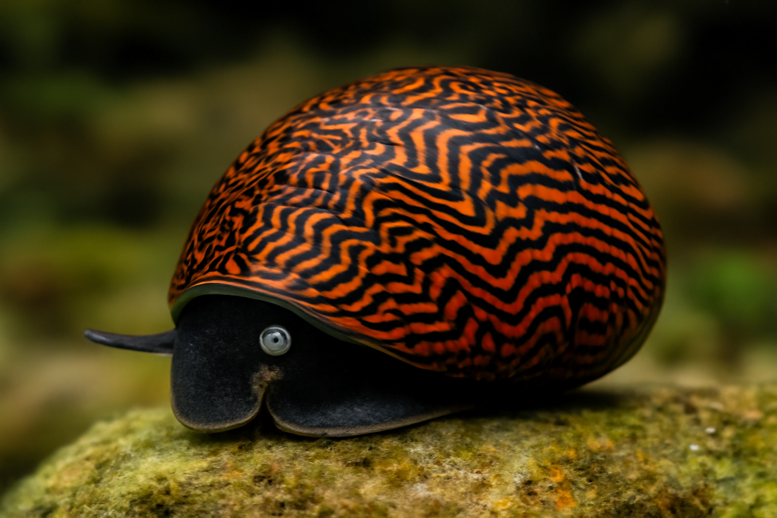 Batik Nerite Snail