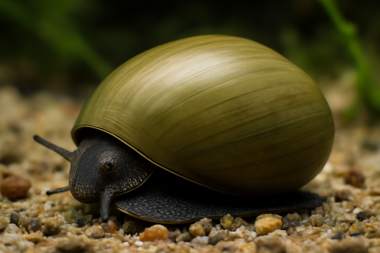 Olive Nerite Snail