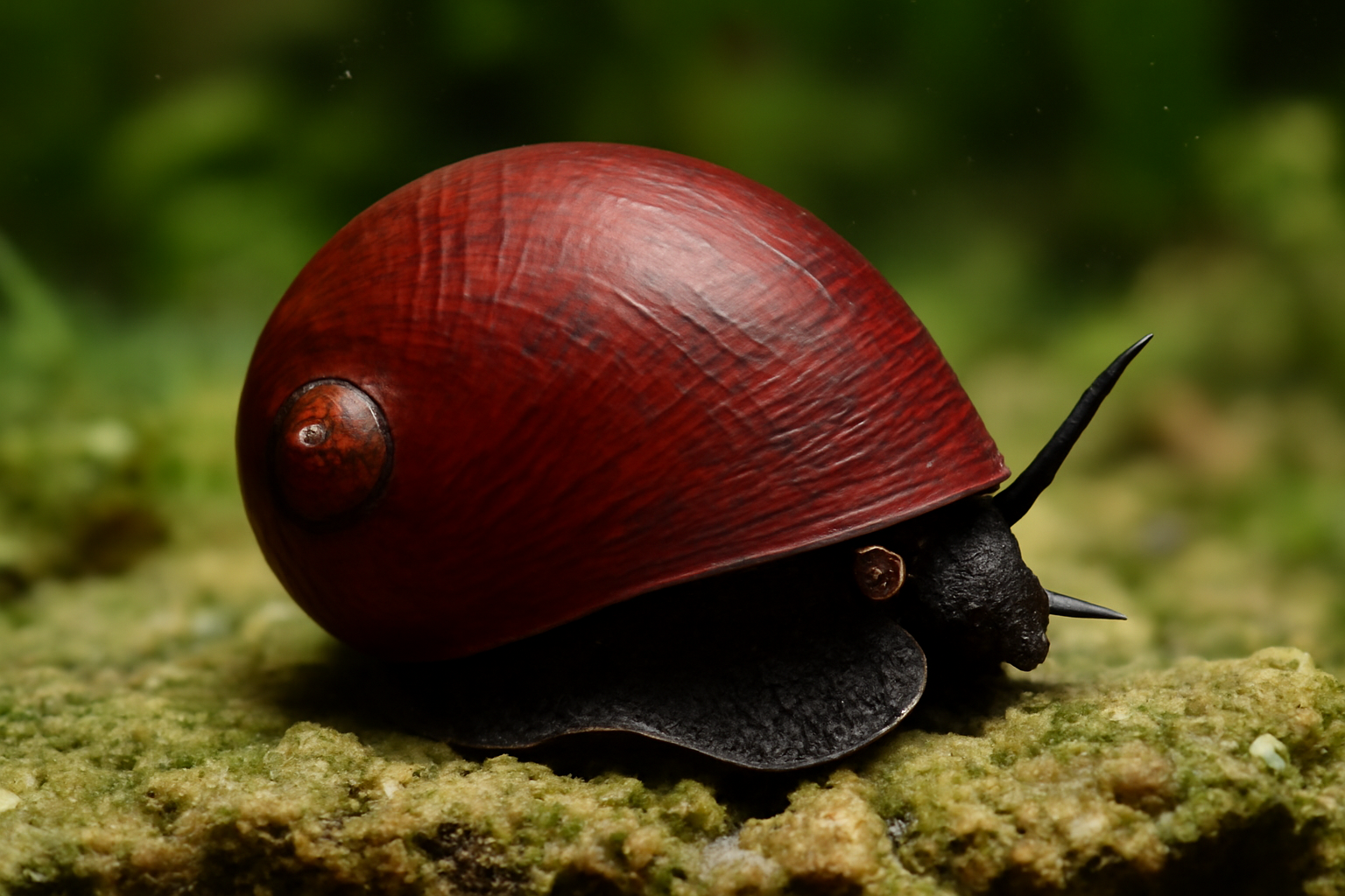 Ruby Nerite Snail