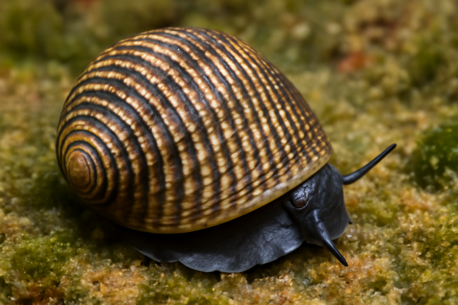 Corrugate nerite