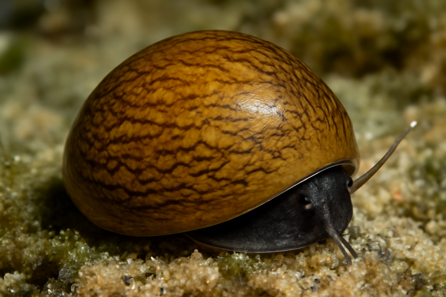 Dubious nerite